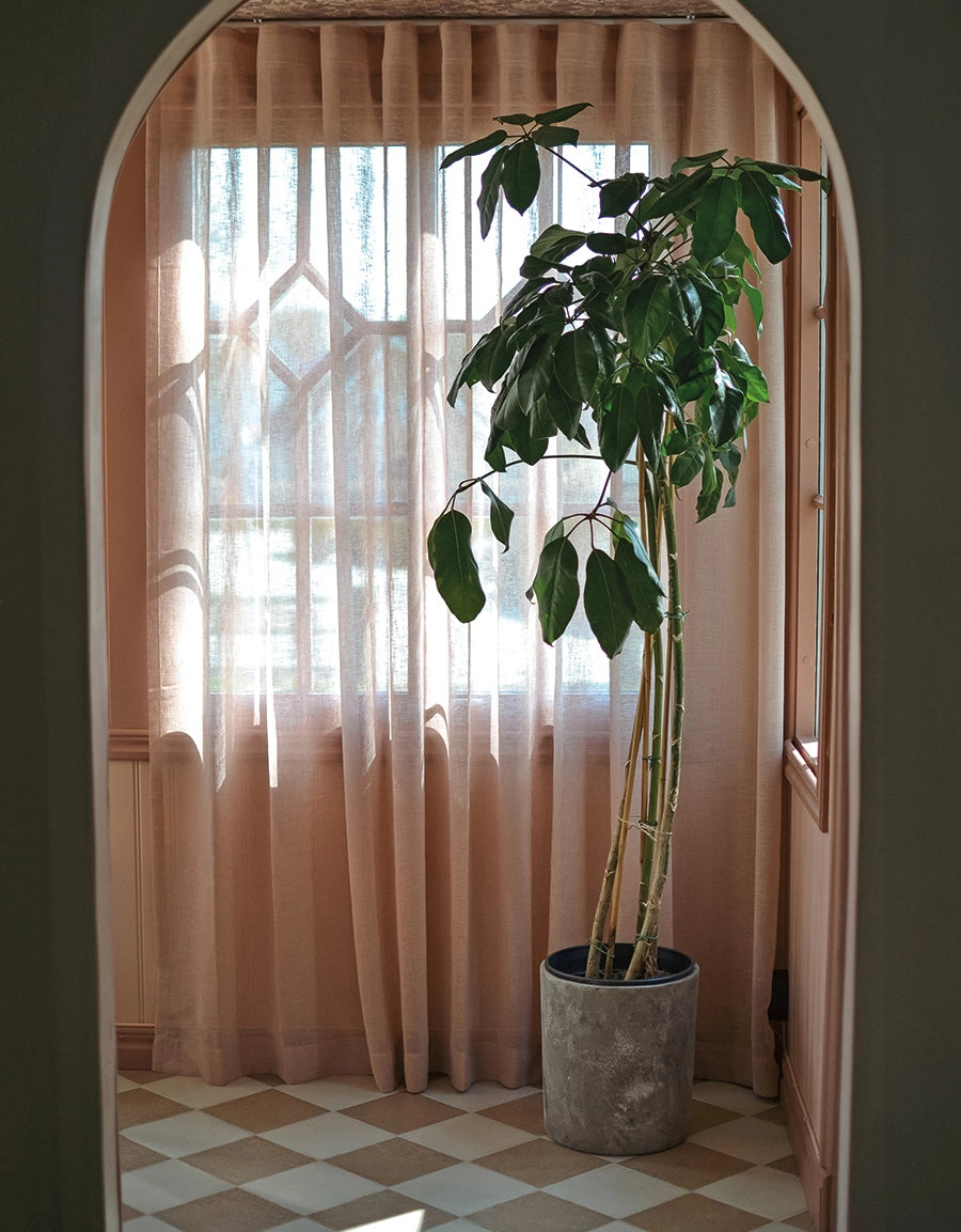 Gardin Malva i dimrosa