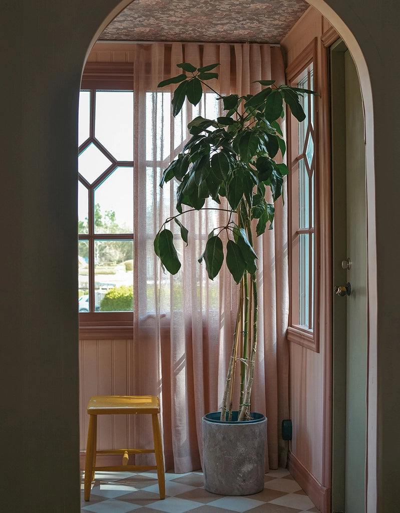 Dimrosa gardin i rosa hall med en stor växt